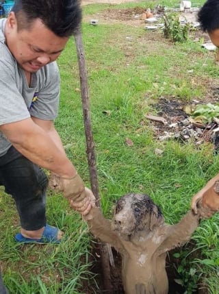 Illustration de l'article : 20 photos rappelant que les chiens et les chats peuvent connaître de mauvais jours eux aussi