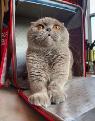 Illustration de l'article : La belle histoire de Milla, chatte célèbre sur Instagram qui a vaincu une maladie grave