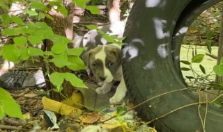 Illustration de l'article : Une femme tente de porter secours à une famille de Pitbulls abandonnés, mais sa mission s'annonce périlleuse