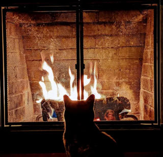 Illustration de l'article : 16 photos de chats se prélassant au coin du feu et donnant envie d'en faire de même