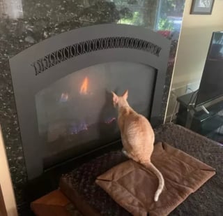 Illustration de l'article : 16 photos de chats se prélassant au coin du feu et donnant envie d'en faire de même