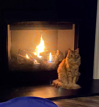 Illustration de l'article : 16 photos de chats se prélassant au coin du feu et donnant envie d'en faire de même