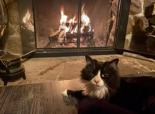 Illustration de l'article : 16 photos de chats se prélassant au coin du feu et donnant envie d'en faire de même