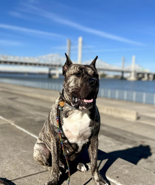 Illustration de l'article : Près de 2 ans après son sauvetage miraculeux, Ethan le chien découvert affamé sur un parking reçoit un prix prestigieux