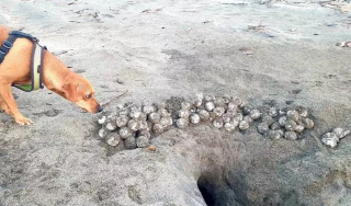 Illustration de l'article : Une chienne sauve chaque année plusieurs milliers d’œufs de tortues en voie de disparition (vidéo)