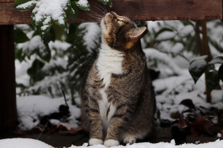 Illustration de l'article : À l'approche de la saison hivernale, une femme transforme des glacières usagées en abris pour chats d’extérieur