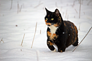 Illustration de l'article : À l'approche de la saison hivernale, une femme transforme des glacières usagées en abris pour chats d’extérieur