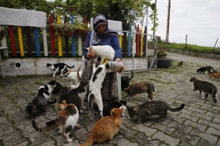 Illustration de l'article : Chaque jour, cette femme au grand cœur accueille plus de 100 chats errants dans son jardin (vidéo)