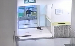 Illustration de l'article : Il a frappé à la bonne porte : un chat blessé à la patte se faufile en boitant dans le hall d'un hôpital