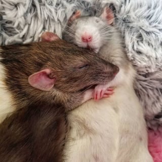 Illustration de l'article : 20 photos qui vous feront comprendre pourquoi les propriétaires de rats aiment tant ces animaux