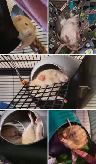 Illustration de l'article : 20 photos qui vous feront comprendre pourquoi les propriétaires de rats aiment tant ces animaux