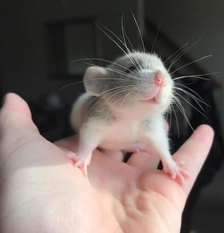 Illustration de l'article : 20 photos qui vous feront comprendre pourquoi les propriétaires de rats aiment tant ces animaux