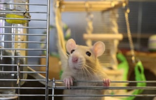 Illustration de l'article : 20 photos qui vous feront comprendre pourquoi les propriétaires de rats aiment tant ces animaux