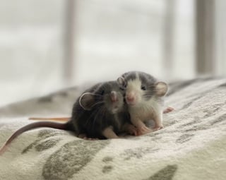 Illustration de l'article : 20 photos qui vous feront comprendre pourquoi les propriétaires de rats aiment tant ces animaux