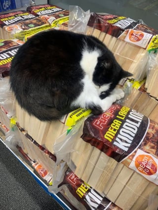 Illustration de l'article : Un chat trouve refuge dans un supermarché, avant d’inviter tous les félins du quartier à en faire de même