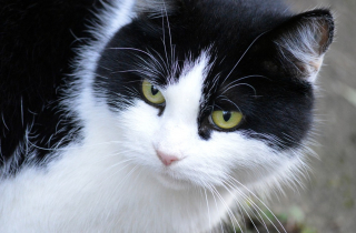 Illustration de l'article : Une âme bienveillante prend soin d'un chat "errant" sans se douter qu'on était sur ses traces depuis 18 mois