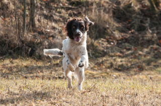 Illustration de l'article : Un chien tombe dans une cavité de plusieurs dizaines de mètres de profondeur, son propriétaire s'en remet aux pompiers