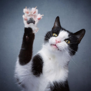 Illustration de l'article : 20 portraits atypiques de chats réalisés par un artiste qui leur voue une grande passion