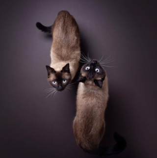 Illustration de l'article : 20 portraits atypiques de chats réalisés par un artiste qui leur voue une grande passion