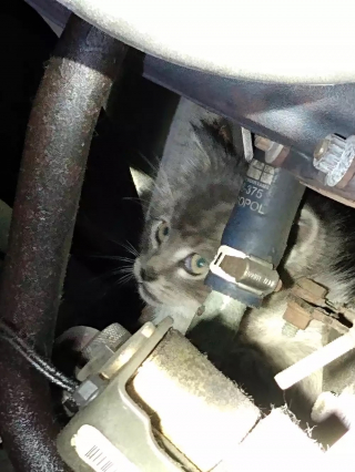 Illustration de l'article : Un chaton errant à la recherche de chaleur se cache sous un bus, mais il ne parvient pas à en sortir de lui-même