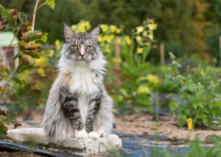 Illustration de l'article : 14 photos de chats qui ont fait du jardin leur royaume