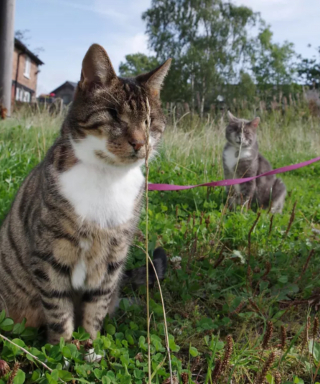 Illustration de l'article : 14 photos de chats qui ont fait du jardin leur royaume