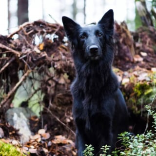 Illustration de l'article : 20 photos célébrant la beauté enchanteresse du Groenendael, Berger Belge paré de noir