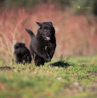 Illustration de l'article : 20 photos célébrant la beauté enchanteresse du Groenendael, Berger Belge paré de noir