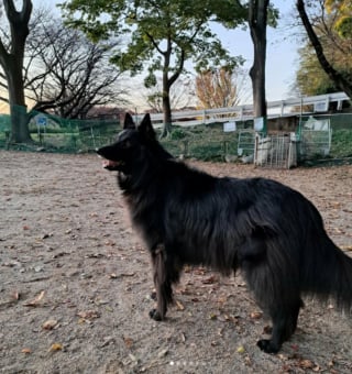 Illustration de l'article : 20 photos célébrant la beauté enchanteresse du Groenendael, Berger Belge paré de noir