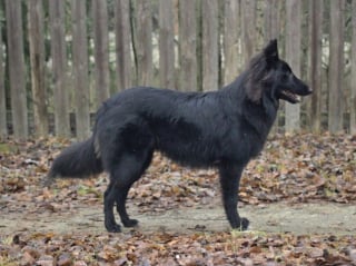 Illustration de l'article : 20 photos célébrant la beauté enchanteresse du Groenendael, Berger Belge paré de noir