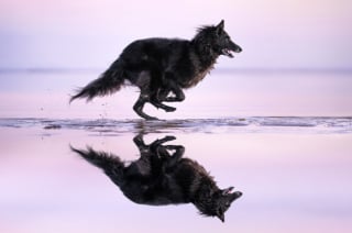 Illustration de l'article : 20 photos célébrant la beauté enchanteresse du Groenendael, Berger Belge paré de noir