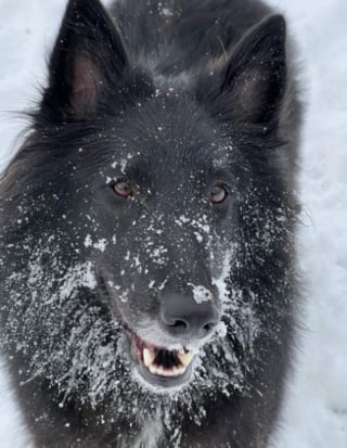 Illustration de l'article : 20 photos célébrant la beauté enchanteresse du Groenendael, Berger Belge paré de noir