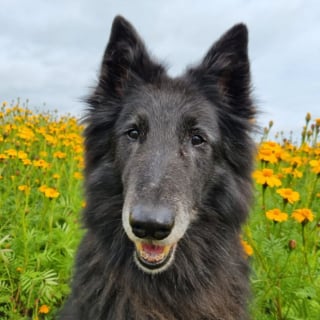 Illustration de l'article : 20 photos célébrant la beauté enchanteresse du Groenendael, Berger Belge paré de noir