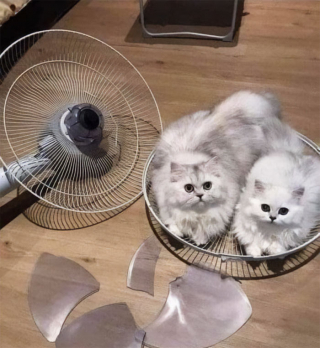 Illustration de l'article : 20 photos de chats ayant choisi des lieux de repos totalement improbables