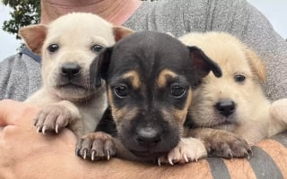 Illustration de l'article : Un homme porte secours à 3 chiots terrifiés, abandonnés dans un endroit sauvage en pleine période de moisson (vidéo)