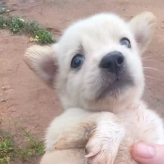 Illustration de l'article : Un homme porte secours à 3 chiots terrifiés, abandonnés dans un endroit sauvage en pleine période de moisson (vidéo)