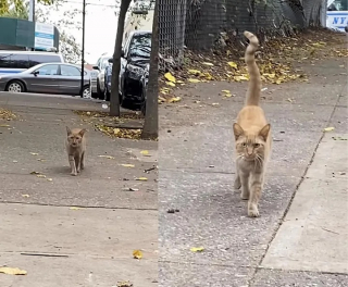 Illustration de l'article : Une chatte affectueuse qui errait sur un parking profite désormais des joies de la vie d’intérieur (vidéo)