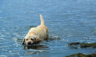 Illustration de l'article : Un chien sénior tombe à l'eau et trouve refuge sur un rocher, les pompiers appelés à la rescousse