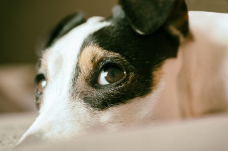 Illustration de l'article : Un chien pris au piège dans le terrier d'un renard mobilise plusieurs équipes de sauveteurs spécialisés