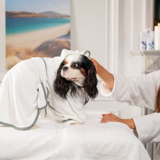 Illustration de l'article : Pour les fêtes de fin d’année, un hôtel propose les services d’un spa luxueux à destination des chiens