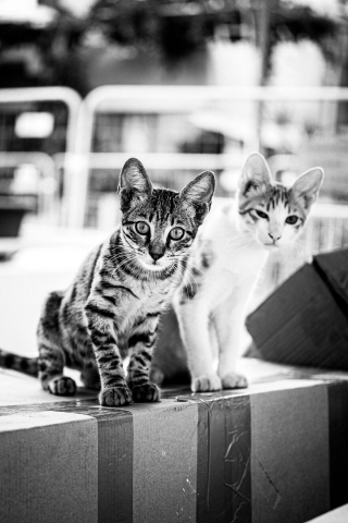 Illustration de l'article : 14 photos en noir et blanc de chats errants au regard envoûtant