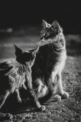 Illustration de l'article : 14 photos en noir et blanc de chats errants au regard envoûtant