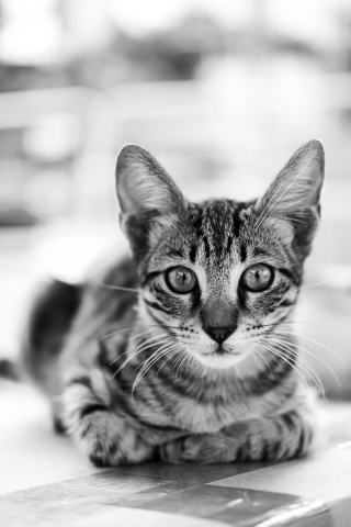 Illustration de l'article : 14 photos en noir et blanc de chats errants au regard envoûtant