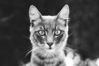 Illustration de l'article : 14 photos en noir et blanc de chats errants au regard envoûtant