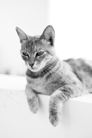 Illustration de l'article : 14 photos en noir et blanc de chats errants au regard envoûtant