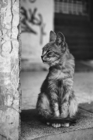 Illustration de l'article : 14 photos en noir et blanc de chats errants au regard envoûtant