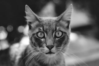 Illustration de l'article : 14 photos en noir et blanc de chats errants au regard envoûtant