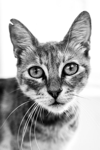 Illustration de l'article : 14 photos en noir et blanc de chats errants au regard envoûtant