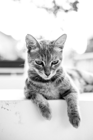 14 photos en noir et blanc de chats errants au regard envo tant