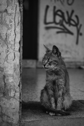 Illustration de l'article : 14 photos en noir et blanc de chats errants au regard envoûtant